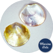 8698-P1 - Polished Oyster - Gold Pearl - Decor Pack